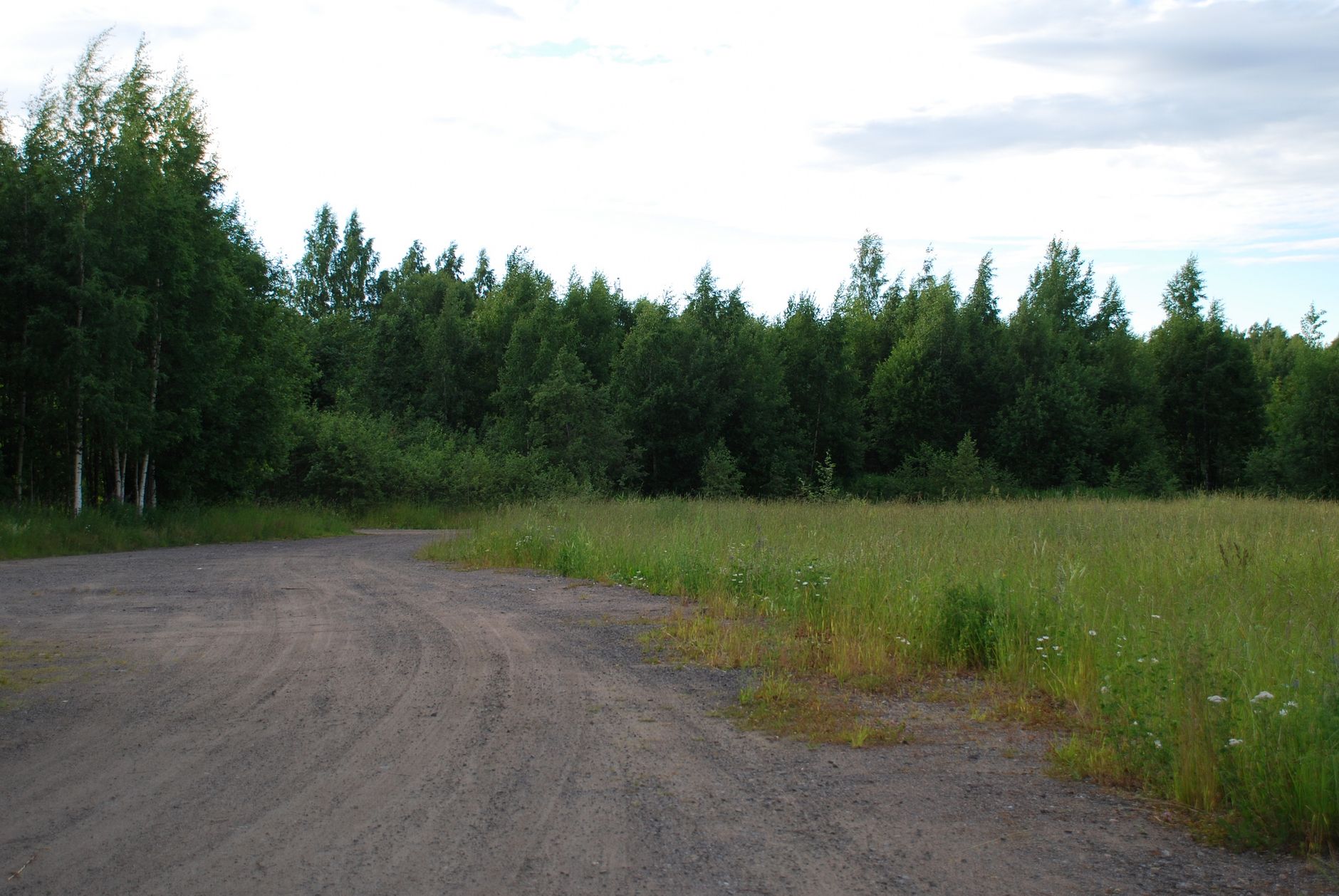 Skovvej ved en grusvej i skovkanten